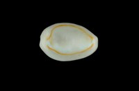 藏品(金環寶螺)的圖片